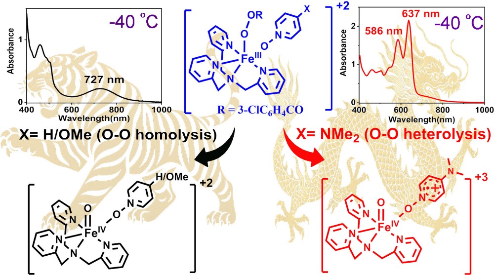 para-Donor Effects in PyNO Push Ligands Control O–O Bond Cleavage of TPAFe(III)-